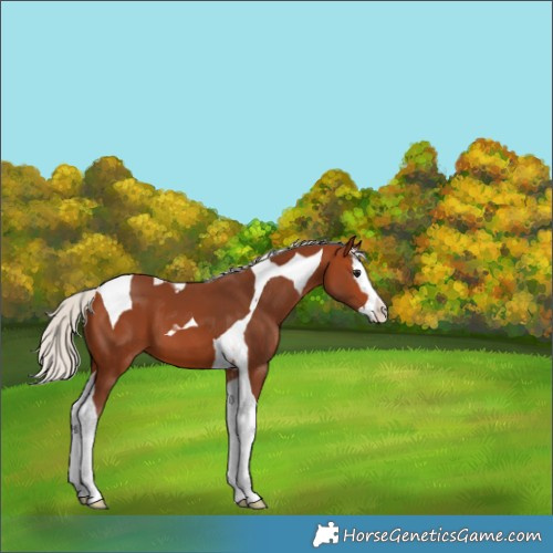 Horse Color:Silver Bay Splash Tobiano 
