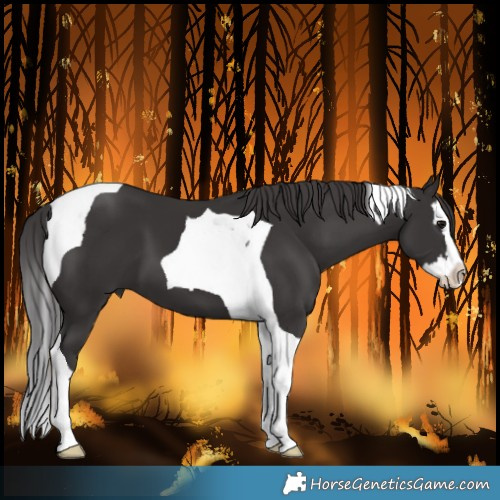 Horse Color:Smoky Black Splash Tobiano 