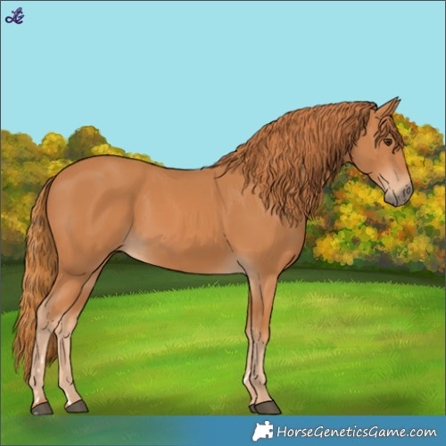 Horse Color:Chestnut 