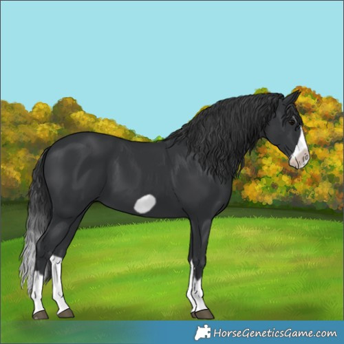 Horse Color:Black Splash Frame