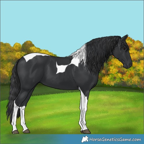 Horse Color:Black Tobiano