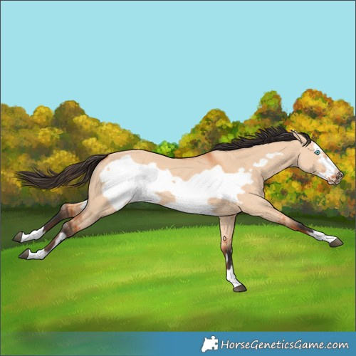 Horse Color:Bay Dun Frame 