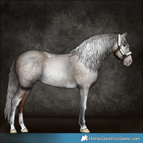 Horse Color:Gray Classic Champagne Tobiano 