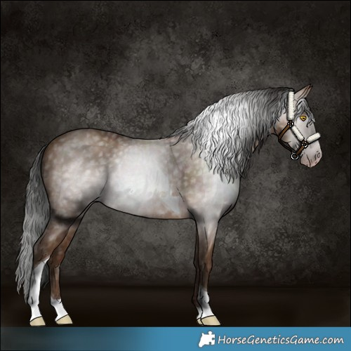 Horse Color:Gray Amber Champagne Tobiano 
