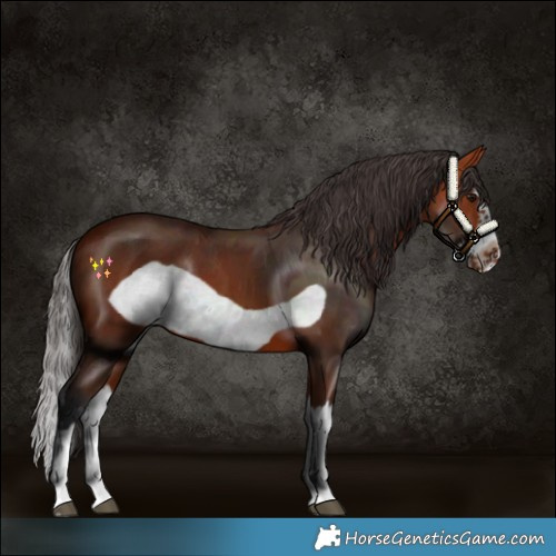 Horse Color:Bay Splash Frame 