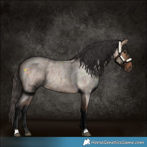 Horse Color:Bay Roan Dun 