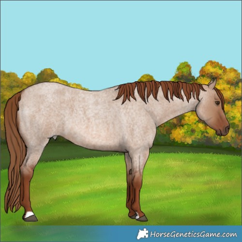 Horse Color:Red Dun Roan