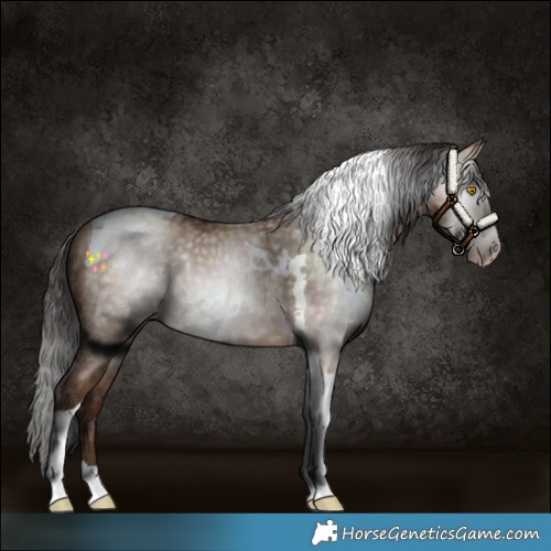 Horse Color:Gray Amber Champagne Tobiano 