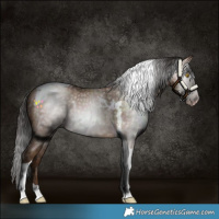 Horse Color:Gray Amber Champagne Tobiano