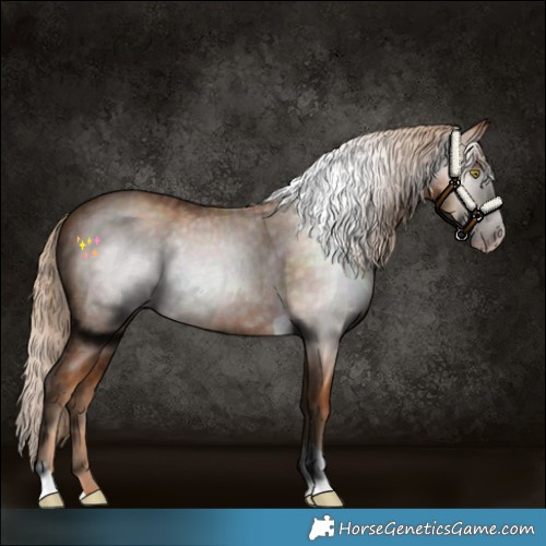 Horse Color:Gray Gold Champagne Tobiano