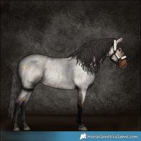 Horse Color:Bay Roan Dun