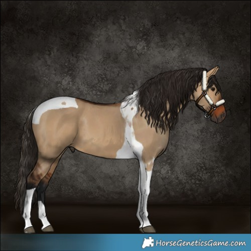 Horse Color:Gray Bay Dun Tobiano 