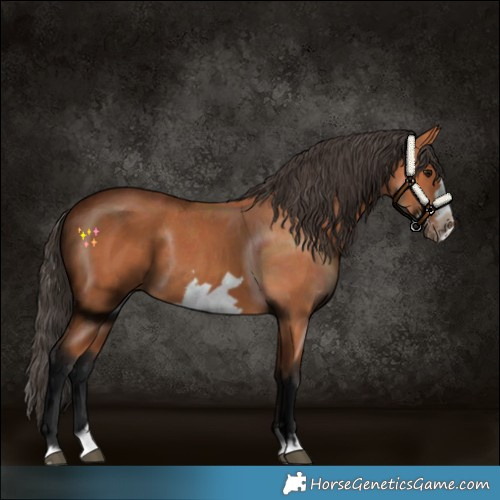 Horse Color:Bay Splash Frame 