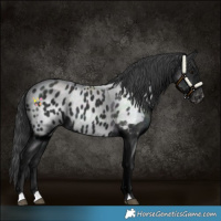 Horse Color:Black Near Leopard 