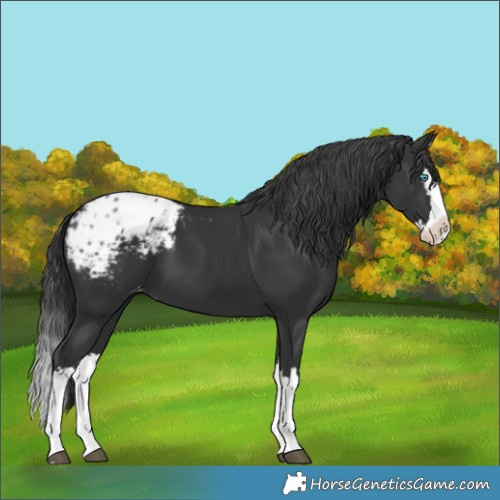 Horse Color:Black Splash Blanket