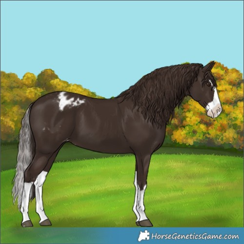 Horse Color:Liver Chestnut Splash Varnish 