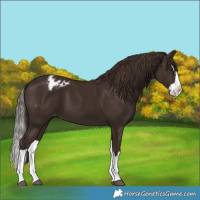 Horse Color:Liver Chestnut Splash Varnish 
