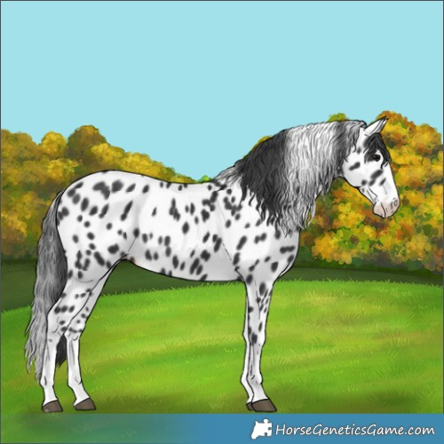 Horse Color:Black Splash Leopard