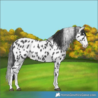 Horse Color:Black Splash Leopard