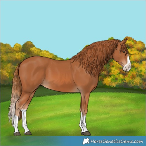 Horse Color:Chestnut Splash Varnish 