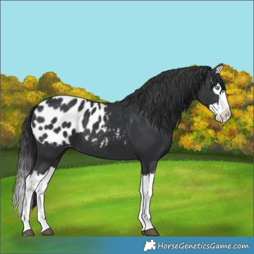 Horse Color:Black Splash Blanket