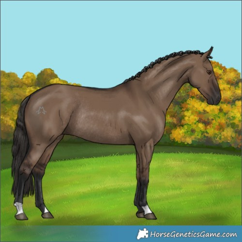 Horse Color:Liver Red Dun Rabicano 