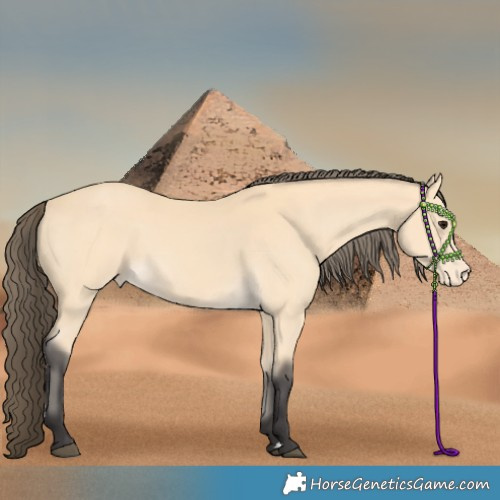 Horse Color:Buckskin Varnish