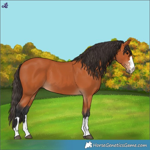 Horse Color:Bay 