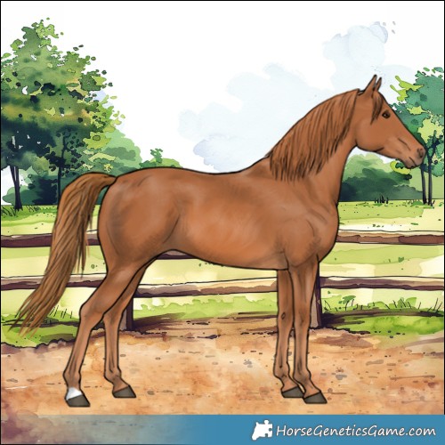 Horse Color:Chestnut 