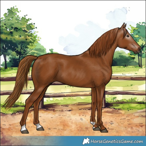 Horse Color:Gray Chestnut 