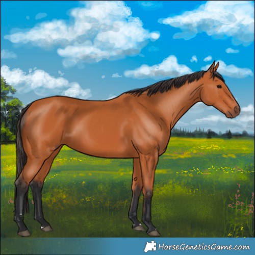 Horse Color:Bay 