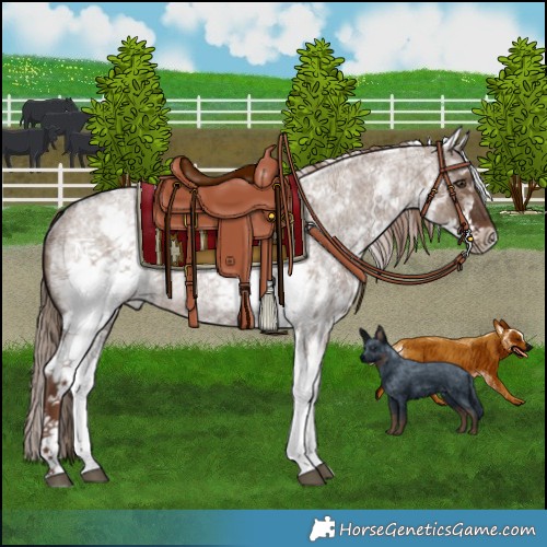 Horse Color:White Spotted Liver Red Dun Roan Rabicano