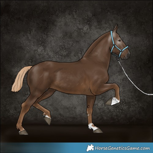 Horse Color:Gray Chocolate Palomino