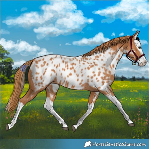 Horse Color:Chestnut Splash Near Leopard