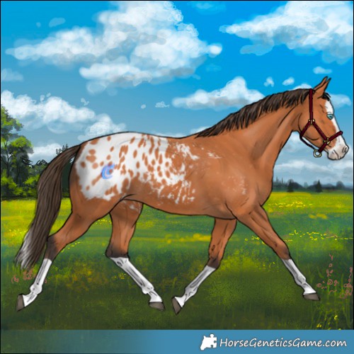 Horse Color:Bay Splash Blanket 