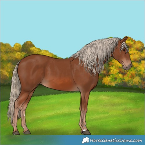 Horse Color:Chestnut 