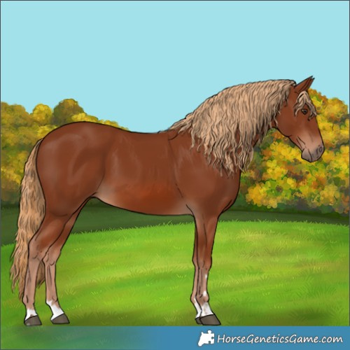 Horse Color:Chestnut 