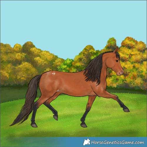 Horse Color:Bay Varnish