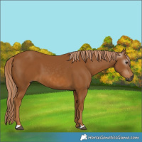 Horse Color:Gray Chestnut