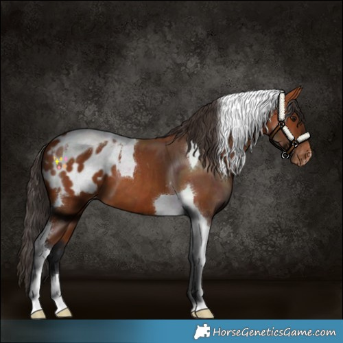 Horse Color:Bay Tobiano Blanket