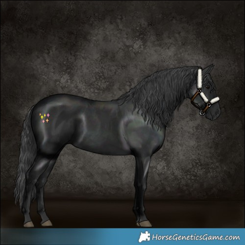 Horse Color:Black Rabicano 