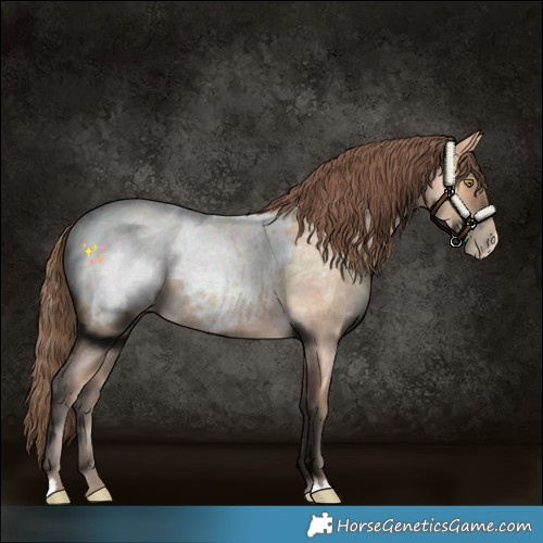 Horse Color:Amber Champagne Roan Snowcap 