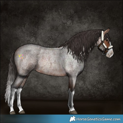Horse Color:Bay Roan Splash 