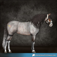 Horse Color:Bay Roan Splash 