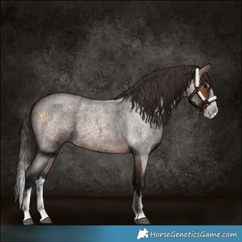 Horse Color:Bay Roan Splash 