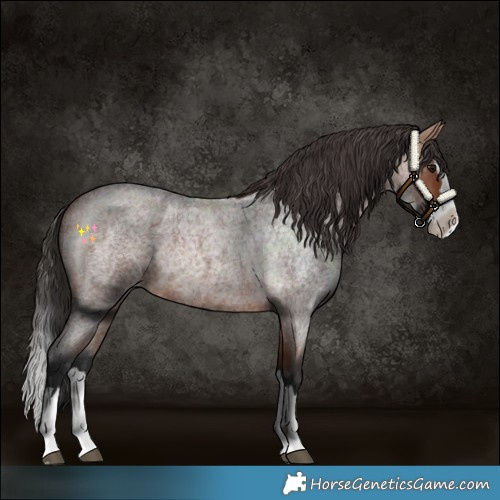 Horse Color:Bay Roan Splash 