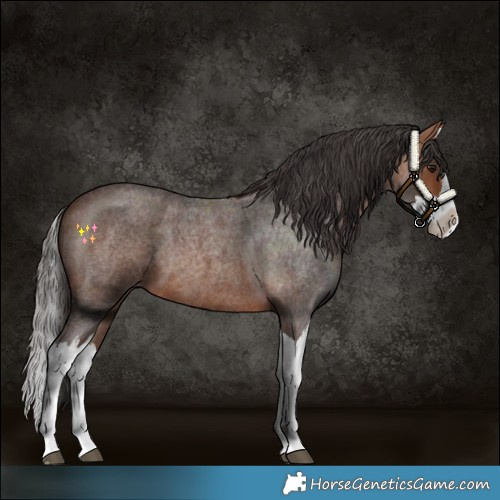 Horse Color:Bay Roan Splash 
