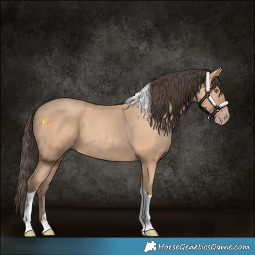 Horse Color:Amber Champagne Tobiano