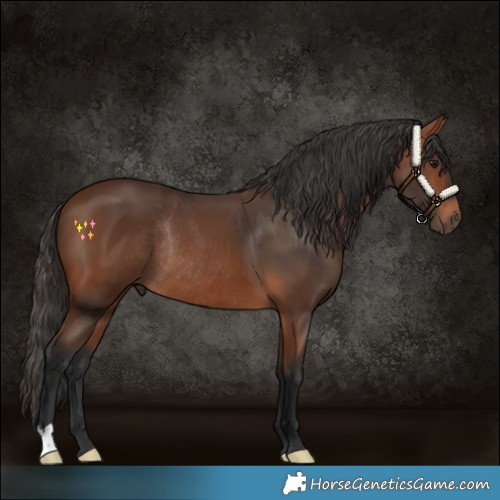Horse Color:Bay Rabicano 