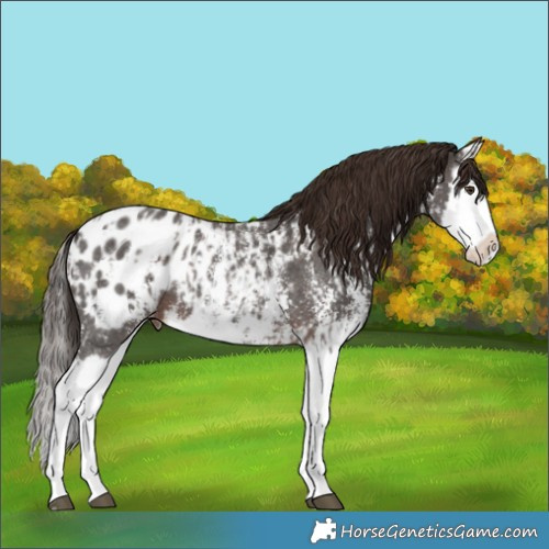Horse Color:Liver Chestnut Sabino Splash Blanket  and Liver Chestnut Sabino Splash Blanket 